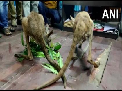 WB forest officials rescue two injured Kangaroos in Jalpaiguri, probe ordered | WB forest officials rescue two injured Kangaroos in Jalpaiguri, probe ordered
