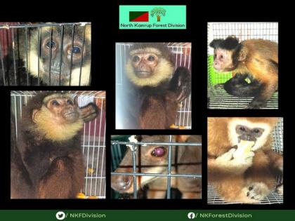 Assam forest officials rescue 'exotic' monkeys, wallaby | Assam forest officials rescue 'exotic' monkeys, wallaby Assam forest officials rescue 'exotic' monkeys, wallaby | Assam forest officials rescue 'exotic' monkeys, wallaby