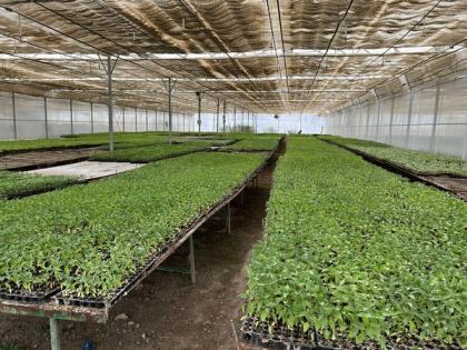 Villagers in Assam's Golaghat district to plant 1 lakh saplings on June 5 | Villagers in Assam's Golaghat district to plant 1 lakh saplings on June 5 Villagers in Assam's Golaghat district to plant 1 lakh saplings on June 5 | Villagers in Assam's Golaghat district to plant 1 lakh saplings on June 5