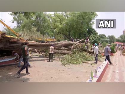 Child killed as tree falls at school in Chandigarh | Child killed as tree falls at school in Chandigarh