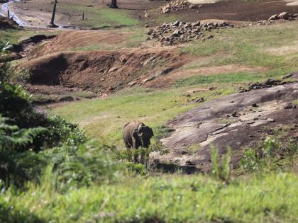 TN forest department captures 'Makhna' elephant, third time in six months | TN forest department captures 'Makhna' elephant, third time in six months