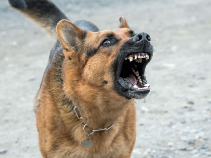 Pet dog shot dead by criminals in Bihar's Saharsa | Pet dog shot dead by criminals in Bihar's Saharsa Pet dog shot dead by criminals in Bihar's Saharsa | Pet dog shot dead by criminals in Bihar's Saharsa