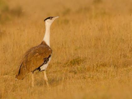 Endangered species from India- Great Indian Bustard, Asiatic Elephant, Bengal Florican now in global protection list | Endangered species from India- Great Indian Bustard, Asiatic Elephant, Bengal Florican now in global protection list