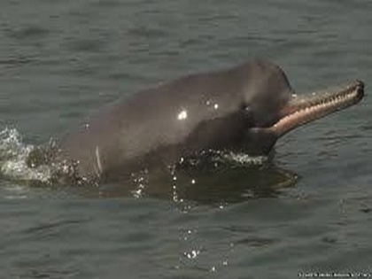 Endangered Gangetic dolphins makes it to nationwide project along the lines of project tiger, project elephant | Endangered Gangetic dolphins makes it to nationwide project along the lines of project tiger, project elephant