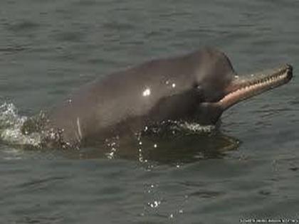 India, Bangladesh, Nepal, Myanmar join hands to enhance conservation of river dolphins | India, Bangladesh, Nepal, Myanmar join hands to enhance conservation of river dolphins India, Bangladesh, Nepal, Myanmar join hands to enhance conservation of river dolphins | India, Bangladesh, Nepal, Myanmar join hands to enhance conservation of river dolphins
