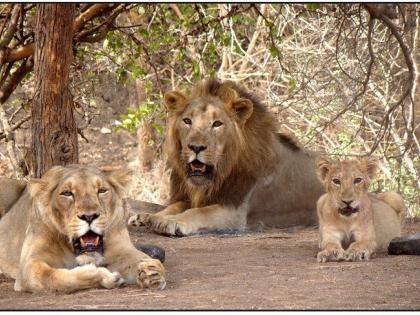 Gujarat: Wildlife board reconstituted after 15 months; experts, conservationists included | Gujarat: Wildlife board reconstituted after 15 months; experts, conservationists included Gujarat: Wildlife board reconstituted after 15 months; experts, conservationists included | Gujarat: Wildlife board reconstituted after 15 months; experts, conservationists included