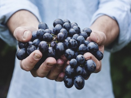 Grape consumption may protect against UV damage to skin | Grape consumption may protect against UV damage to skin