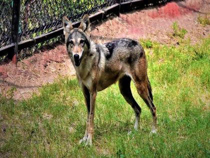 Hyderabad resident adopts grey wolf in Nehru Zoological Park | Hyderabad resident adopts grey wolf in Nehru Zoological Park