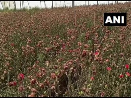 Haryana's flower famers demand relief package for losses incurred amid lockdown | Haryana's flower famers demand relief package for losses incurred amid lockdown