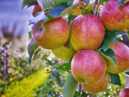 Himachal to ensure introduction of universal carton for apple marketing: Minister | Himachal to ensure introduction of universal carton for apple marketing: Minister Himachal to ensure introduction of universal carton for apple marketing: Minister | Himachal to ensure introduction of universal carton for apple marketing: Minister
