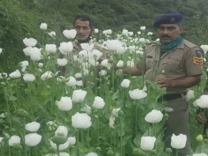 Himachal police destroy illegal poppy plantation in Kullu | Himachal police destroy illegal poppy plantation in Kullu