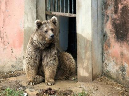 Islamabad HC slams Pak govt for depriving bears of natural habitat, says zoos no less than concentration camps | Islamabad HC slams Pak govt for depriving bears of natural habitat, says zoos no less than concentration camps Islamabad HC slams Pak govt for depriving bears of natural habitat, says zoos no less than concentration camps | Islamabad HC slams Pak govt for depriving bears of natural habitat, says zoos no less than concentration camps