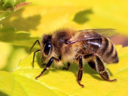 Study finds maternal instincts lead to social life of bees | Study finds maternal instincts lead to social life of bees