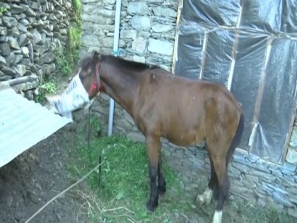 In a probable first, a horse put under home quarantine in Jammu-Kashmir for fear of COVID-19 | In a probable first, a horse put under home quarantine in Jammu-Kashmir for fear of COVID-19