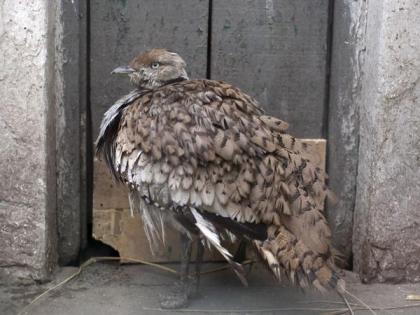 Pakistan gives 'licence to kill' houbara bustard, a protected bird species | Pakistan gives 'licence to kill' houbara bustard, a protected bird species
