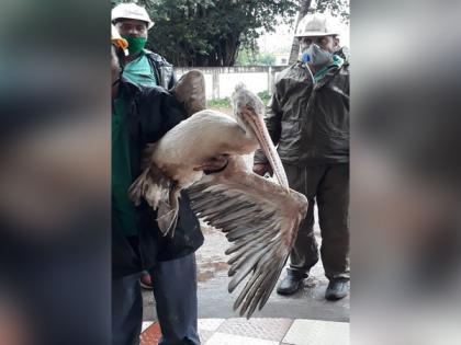 Odisha Forest Department rescues American Brown Pelicans hit by Cyclone Amphan | Odisha Forest Department rescues American Brown Pelicans hit by Cyclone Amphan