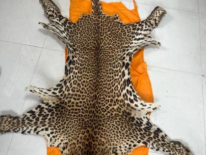 Pune Customs department seizes leopard skin, 1 held | Pune Customs department seizes leopard skin, 1 held Pune Customs department seizes leopard skin, 1 held | Pune Customs department seizes leopard skin, 1 held