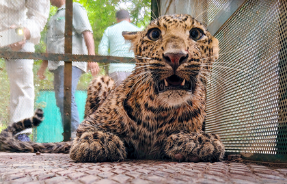 TN launches wildlife awareness drive in schools after leopard kills child in Valparai | TN launches wildlife awareness drive in schools after leopard kills child in Valparai
