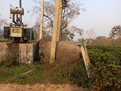 Elephant electrocuted to death in Assam's Kaziranga Park | Elephant electrocuted to death in Assam's Kaziranga Park
