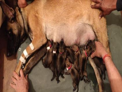 ITBP's K-9 warrior Julie gave birth to 8 pups | ITBP's K-9 warrior Julie gave birth to 8 pups
