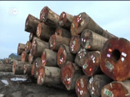 China's illegal timber business is stripping Suriname's forests | China's illegal timber business is stripping Suriname's forests