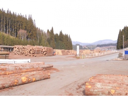 Japan uses cedar tree wood while preserving environment | Japan uses cedar tree wood while preserving environment