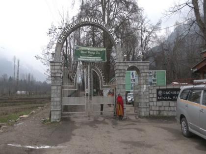 J-K: Dachigam National Park welcomes endangered Red Deer species 'Hangul' | J-K: Dachigam National Park welcomes endangered Red Deer species 'Hangul' J-K: Dachigam National Park welcomes endangered Red Deer species 'Hangul' | J-K: Dachigam National Park welcomes endangered Red Deer species 'Hangul'
