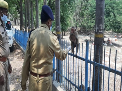 Lucknow police protects monkeys, stray animals from hunger, thirst | Lucknow police protects monkeys, stray animals from hunger, thirst