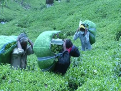 Himachal tea growers suffer losses due to lockdown | Himachal tea growers suffer losses due to lockdown
