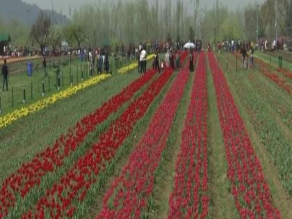 Srinagar: Asia's largest tulip garden welcomes thousands of visitors on first day | Srinagar: Asia's largest tulip garden welcomes thousands of visitors on first day