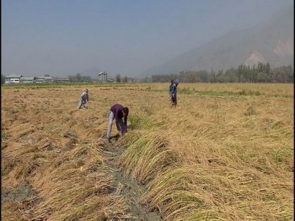Despite low rain, valley reaps 'record-breaking' paddy crop | Despite low rain, valley reaps 'record-breaking' paddy crop