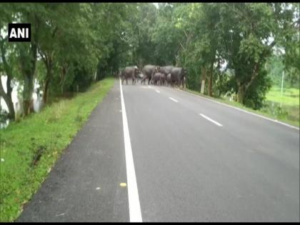 Assam floods: 108 animals die at Kaziranga National Park | Assam floods: 108 animals die at Kaziranga National Park
