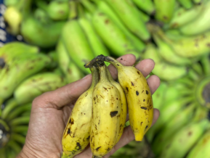 60 pc of banana growing areas hit by climate change globally; calls for more support to farmers | 60 pc of banana growing areas hit by climate change globally; calls for more support to farmers 60 pc of banana growing areas hit by climate change globally; calls for more support to farmers | 60 pc of banana growing areas hit by climate change globally; calls for more support to farmers