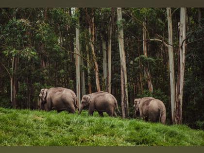 Best National Parks in Kerala to visit for families | Best National Parks in Kerala to visit for families