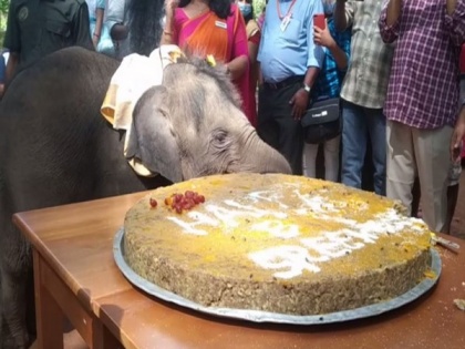 One-year-old elephant calf Sreekutty celebrates her first birthday at Kerala rehabilitation centre | One-year-old elephant calf Sreekutty celebrates her first birthday at Kerala rehabilitation centre