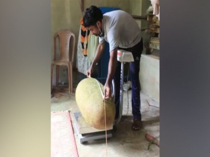 51.4 kg jackfruit in backyard farm, Kollam man applies for Guinness World Records | 51.4 kg jackfruit in backyard farm, Kollam man applies for Guinness World Records