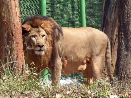 Guj launches 'Sinh Suchna' app for tracking lions; announces new Safari Park  | Guj launches 'Sinh Suchna' app for tracking lions; announces new Safari Park 