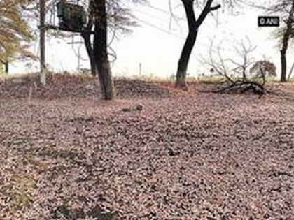 Locust Attack: UP's Agriculture department asks 15 districts to remain vigilant | Locust Attack: UP's Agriculture department asks 15 districts to remain vigilant