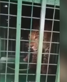 Leopard caged in UP's Bijnor to be sent to zoo | Leopard caged in UP's Bijnor to be sent to zoo