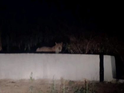 Leopard spotted in Tirupati | Leopard spotted in Tirupati