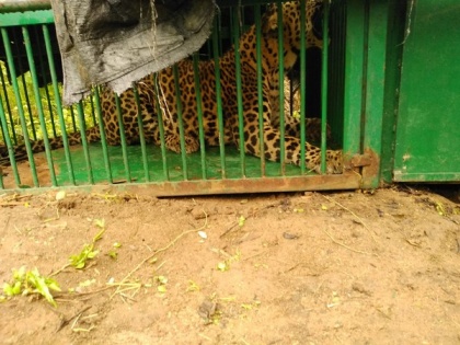 Telangana: Leopard on run since 6 months caught, handed over to zoo authorities | Telangana: Leopard on run since 6 months caught, handed over to zoo authorities