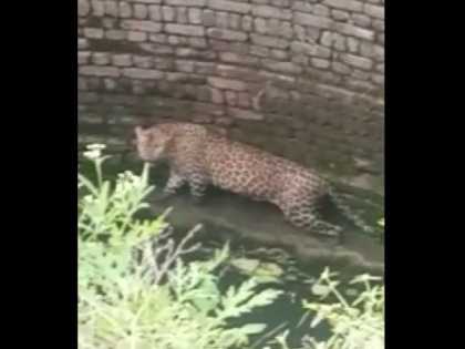 Forest Department rescues leopard from well in Maharashtra's Nashik | Forest Department rescues leopard from well in Maharashtra's Nashik