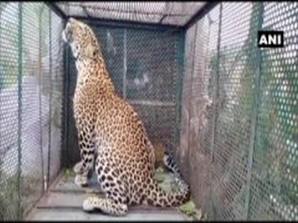 Forest Department captures leopard in Mumbai's Aarey colony area | Forest Department captures leopard in Mumbai's Aarey colony area