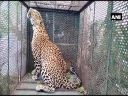 Leopard rescued from UP's Amroha | Leopard rescued from UP's Amroha