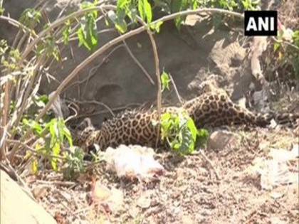 Forest department officials rescue injured leopard in J-K's Udhampur | Forest department officials rescue injured leopard in J-K's Udhampur