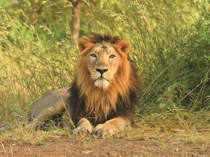 Lion dies at Etawah safari park | Lion dies at Etawah safari park