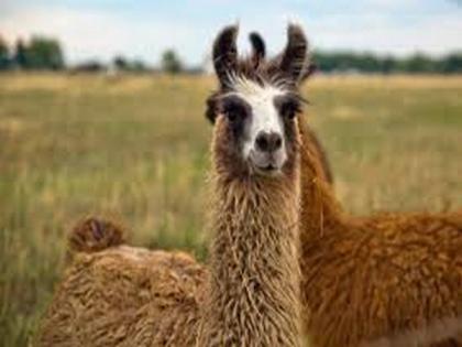 4-year-old Belgian llama could be the key in fighting COVID-19, says study | 4-year-old Belgian llama could be the key in fighting COVID-19, says study
