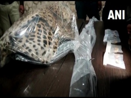 Madhya Pradesh: Five booked for hunting leopard in Indore; skin, nails recovered | Madhya Pradesh: Five booked for hunting leopard in Indore; skin, nails recovered