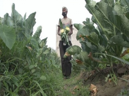 Vegetable farmers bearing brunt of lockdown in Ludhiana | Vegetable farmers bearing brunt of lockdown in Ludhiana