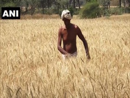 Farmers in MP unable to harvest crops due to labour shortage | Farmers in MP unable to harvest crops due to labour shortage